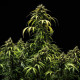 Насіння коноплі Cherry Pie autofem. Royal Queen Seeds