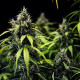 Насіння коноплі Cherry Pie autofem. Royal Queen Seeds