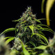 Насіння коноплі Cherry Pie autofem. Royal Queen Seeds