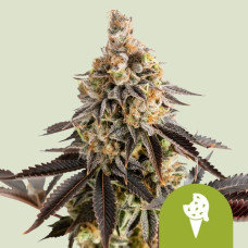 Cookies Gelato auto feminised (Royal Queen Seeds)