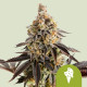 Насіння коноплі Cookies Gelato autofem. Royal Queen Seeds