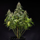 Насіння коноплі Cookies Gelato autofem. Royal Queen Seeds