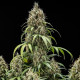 Насіння коноплі Cookies Gelato autofem. Royal Queen Seeds
