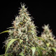 Насіння коноплі Cookies Gelato autofem. Royal Queen Seeds