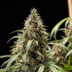 Насіння коноплі Cookies Gelato autofem. Royal Queen Seeds