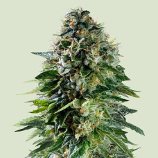 Corkscrew auto feminised (Royal Queen Seeds)