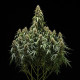 Семена конопли Corkscrew autofem. Royal Queen Seeds Семена конопли Corkscrew autofem. Royal Queen Seeds