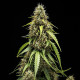 Семена конопли Corkscrew autofem. Royal Queen Seeds Семена конопли Corkscrew autofem. Royal Queen Seeds
