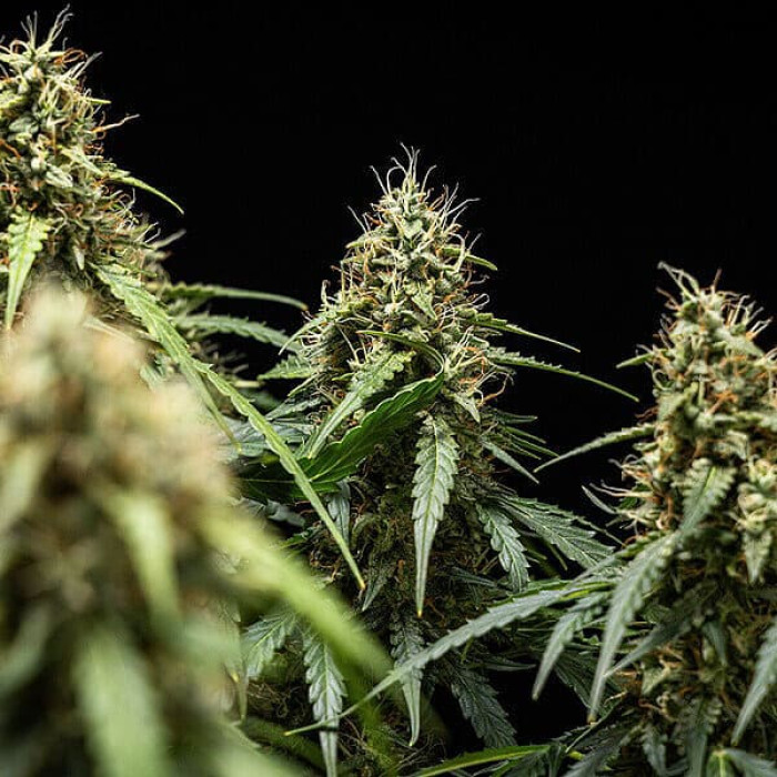 Семена конопли Corkscrew autofem. Royal Queen Seeds Семена конопли Corkscrew autofem. Royal Queen Seeds