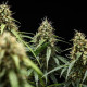 Семена конопли Corkscrew autofem. Royal Queen Seeds Семена конопли Corkscrew autofem. Royal Queen Seeds