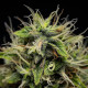 Семена конопли Corkscrew autofem. Royal Queen Seeds Семена конопли Corkscrew autofem. Royal Queen Seeds