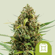 Diesel auto feminised (Royal Queen Seeds)