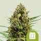 Насіння коноплі Diesel autofem. Royal Queen Seeds