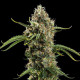 Насіння коноплі Diesel autofem. Royal Queen Seeds