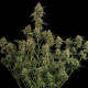 Насіння коноплі Diesel autofem. Royal Queen Seeds