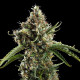 Насіння коноплі Diesel autofem. Royal Queen Seeds