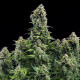 Насіння коноплі Diesel autofem. Royal Queen Seeds