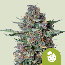 Do-Si-Dos auto feminised (Royal Queen Seeds)