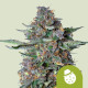 Насіння коноплі Do-Si-Dos autofem. Royal Queen Seeds