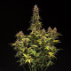 Насіння коноплі Do-Si-Dos autofem. Royal Queen Seeds