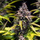 Насіння коноплі Do-Si-Dos autofem. Royal Queen Seeds