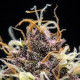 Насіння коноплі Do-Si-Dos autofem. Royal Queen Seeds