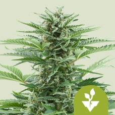 Easy Bud auto feminised (Royal Queen Seeds)