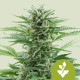 Насіння коноплі Easy Bud autofem. Royal Queen Seeds