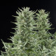 Насіння коноплі Easy Bud autofem. Royal Queen Seeds