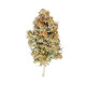 Насіння коноплі Easy Bud autofem. Royal Queen Seeds