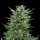 Насіння коноплі Easy Bud autofem. Royal Queen Seeds