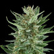 Насіння коноплі Easy Bud autofem. Royal Queen Seeds