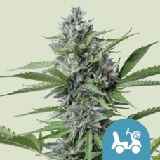Fast Eddymatic CBD auto feminised (Royal Queen Seeds)