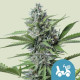 Насіння коноплі Fast Eddymatic CBD autofem. Royal Queen Seeds