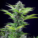Насіння коноплі Fast Eddymatic CBD autofem. Royal Queen Seeds