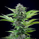 Насіння коноплі Fast Eddymatic CBD autofem. Royal Queen Seeds