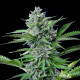Насіння коноплі Fast Eddymatic CBD autofem. Royal Queen Seeds