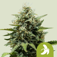 Fat Banana auto feminised (Royal Queen Seeds)