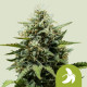 Насіння коноплі Fat Banana autofem. Royal Queen Seeds