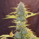 Насіння коноплі Fat Banana autofem. Royal Queen Seeds