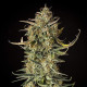 Насіння коноплі Fat Banana autofem. Royal Queen Seeds