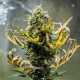 Насіння коноплі Fat Banana autofem. Royal Queen Seeds