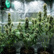 Насіння коноплі Fat Banana autofem. Royal Queen Seeds