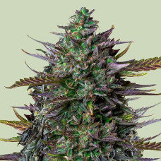 GOAT'lato auto feminised (Royal Queen Seeds)