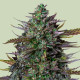 Семена конопли GOAT'lato autofem. Royal Queen Seeds