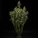 Семена конопли GOAT'lato autofem. Royal Queen Seeds