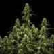Семена конопли GOAT'lato autofem. Royal Queen Seeds