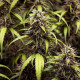 Семена конопли GOAT'lato autofem. Royal Queen Seeds