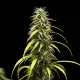 Семена конопли GOAT'lato autofem. Royal Queen Seeds