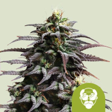 Granddaddy Purple auto feminised (Royal Queen Seeds)